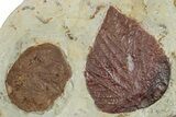 Plate with Five Fossil Leaves (Three Species) - Montana #270973-3